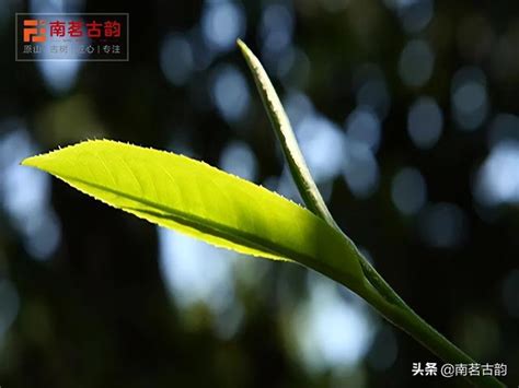 南糯山：雲南古樹茶第一山 每日頭條