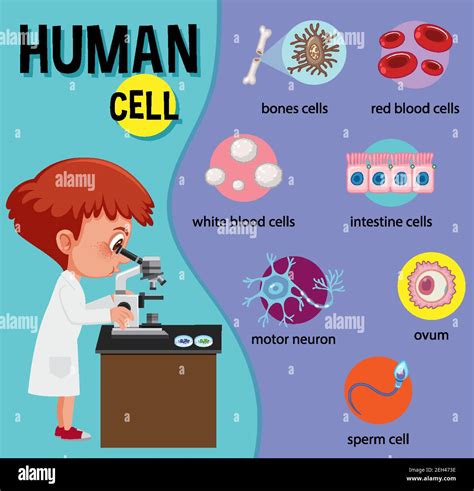 Diagram of human cell for education illustration Stock Vector Image ...