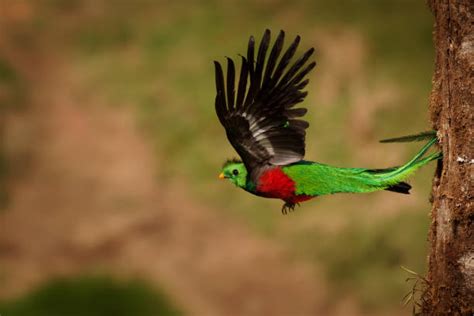 100+ Flying Quetzal Stock Photos, Pictures & Royalty-Free Images - iStock