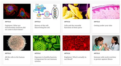 Types Of Cells G07 Biology Cells Wab Learns At Western Academy Of Beijing