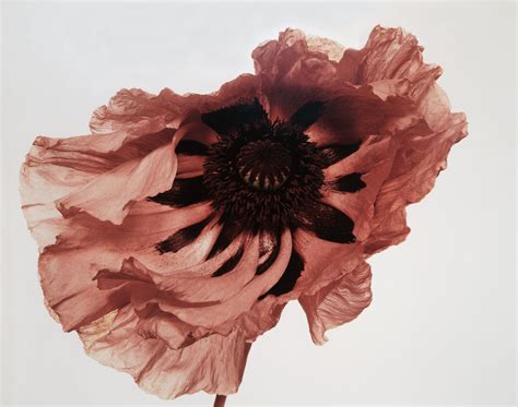 Exhibition Irving Penn Resonance At The Palazzo Grassi Venice