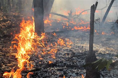 Study shows the impact of deforestation and forest burning on biodiversity in the Amazon ...