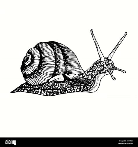 Von Hand Gezeichnete Schnecke Seitenansicht Tinte Schwarz Wei