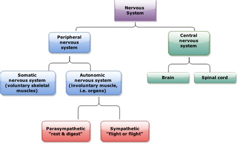 The Nervous System Components Unit 3 Diagram Quizlet