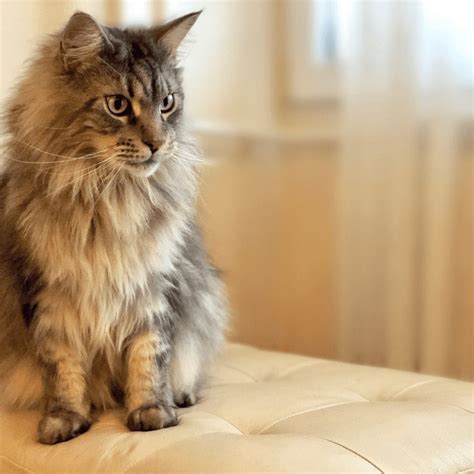 10 Things To Know Before Bringing Home Your Maine Coon Cat • Kritter