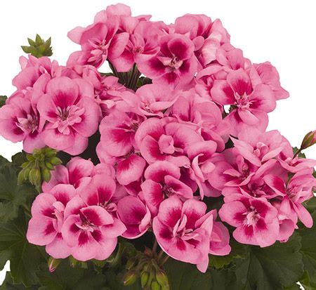 Zonal Geranium Savannah Pink Splash