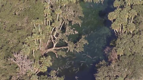 Hundreds Of Manatees At Blue Spring State Park Youtube