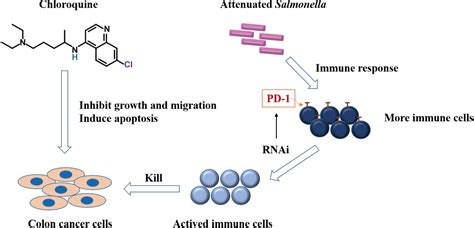 Frontiers Pd Sirna Delivered By Attenuated Salmonella Enhances The