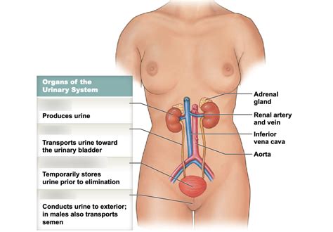 Renal System Diagram Quizlet