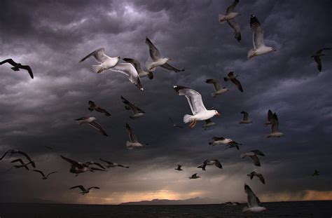 Seagull Storm Photograph By Gene Praag Fine Art America