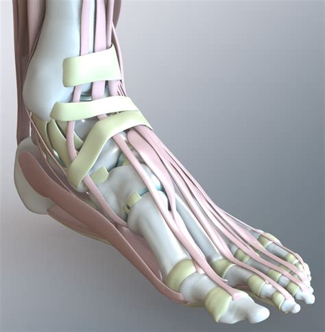 Foot Ankle Anatomy