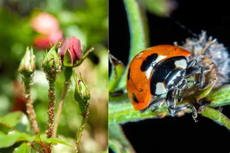 Afidi Rimedi Naturali Efficaci Contro I Pidocchi Delle Rose GreenMe