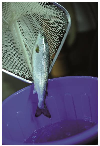 Guide To Recirculation Aquaculture Chapter Eurofish