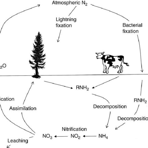 Schematic Illustration Of The Natural Nitrogen Cycle Download Scientific Diagram