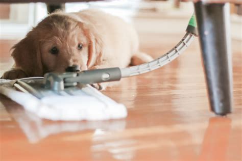 Pet Cleaning Hacks The Best Way To Clean Hardwood Floors With Pets