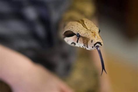 Zoo Gallery - Snake Discovery