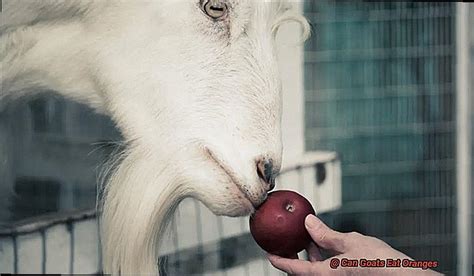 Can Goats Eat Oranges Rock Your Pets