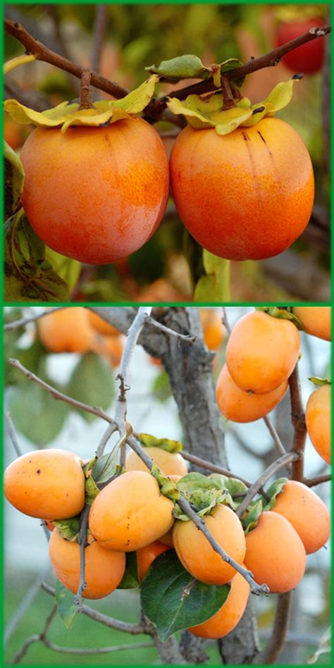 How To Plant And Grow Persimmon Growing Persimmons From Seed