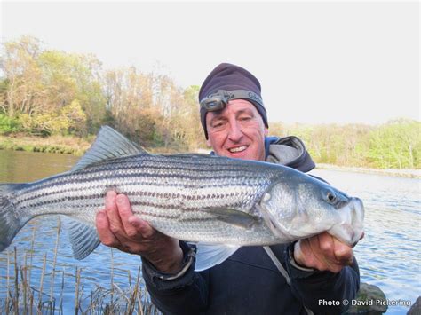 Striper Bliss: Two Casts, Two Keepers | US Harbors