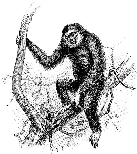 Lar Gibbon | ClipArt ETC