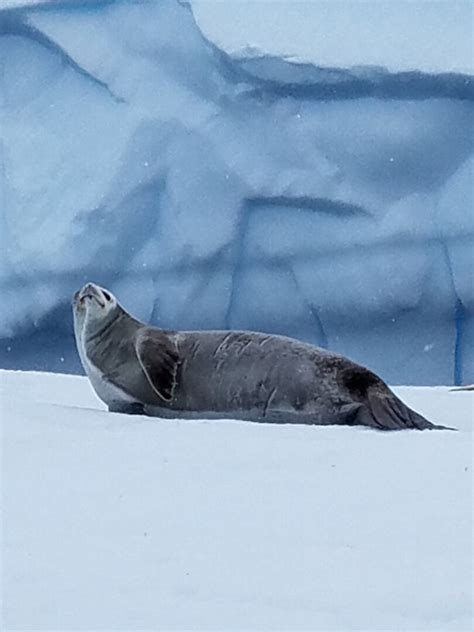 Antarctic Seals — Kate Dernocoeur