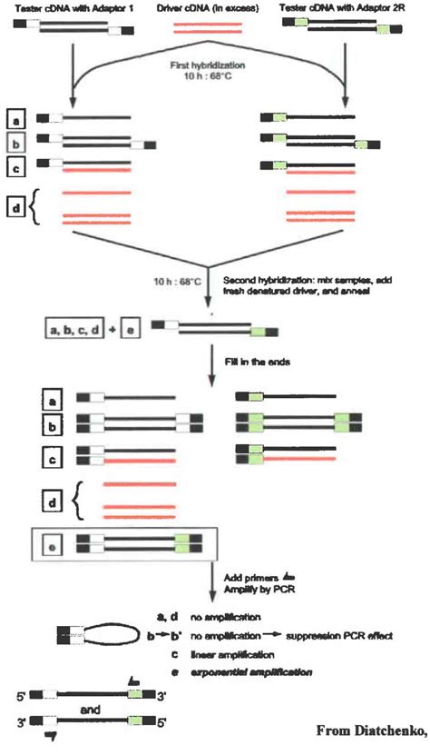 Figure 11 From The Use Of Suppression Subtractive Hybridization In The