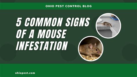 Common Signs Of A Mouse Infestation