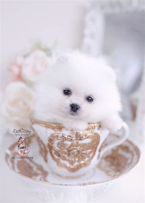 White Teacup Pomeranian Breeder | Teacup Puppies & Boutique