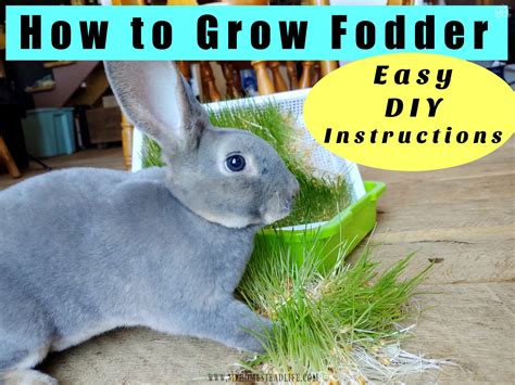 Growing Fodder For Livestock Easy Diy Instructions My Homestead Life