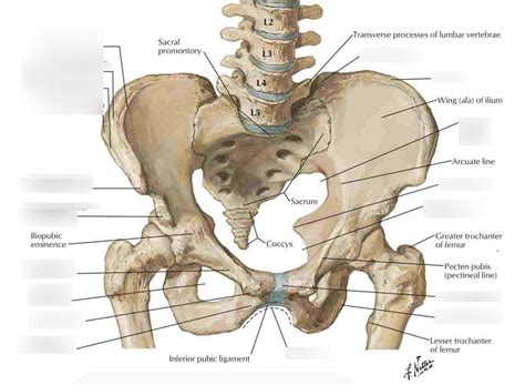 Pelvis Anterior View Diagram Quizlet