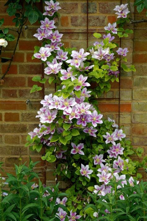 Plante Grimpante Feuillage Persistant Pour Pergola