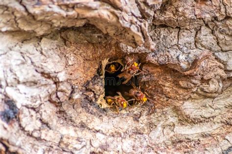 European Hornets Defend The Entry Of Their Hornets Nest Against Invaders And Are A Dangerous And