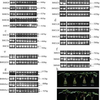 Pre Mrna As Patterns Of Sr Genes And Phenotypes Of Seedlings After