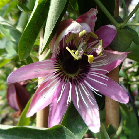 Passiflore Caerulea X Racemosa Fleur De La Passion Florifère Rose