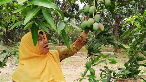 Unik Mangga Pisang Siap Jadi Favorit Buah Di Kabupaten Pasuruan