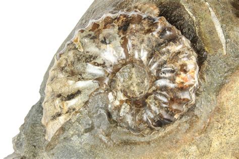 Two Fossil Ammonites Sphenodiscus And Discoscaphites South Dakota