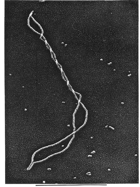 Figure From The Uvsx Protein Of Bacteriophage T Arranges Single