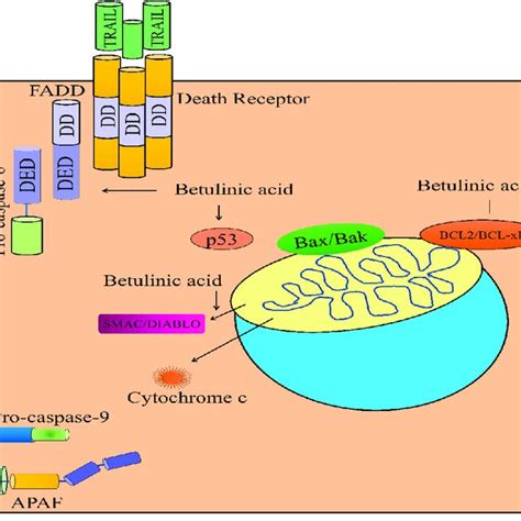 Regulation Of TRAIL Mediated Apoptosis By Betulinic Acid Betulinic