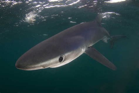 New bucktoothed ghost shark species discovered