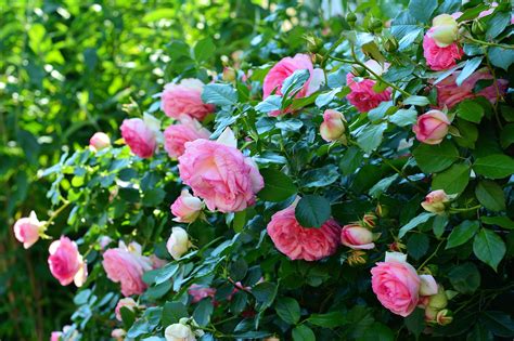 The Best Mulch For Roses How And When To Mulch The Homestead Hangout