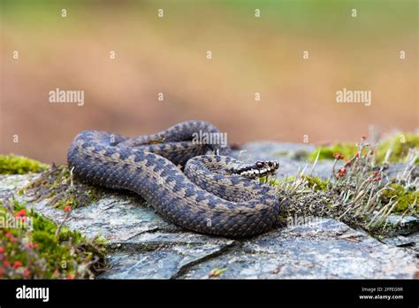 Rock Adder Hi Res Stock Photography And Images Alamy