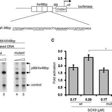 Transactivation Of Naked Col2a1 Template By SOX9 Proteins In An In