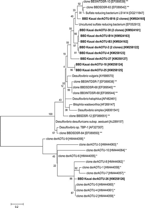 Phylogenetic Relationship Of Sulfate Reducing Bacteria From Disease