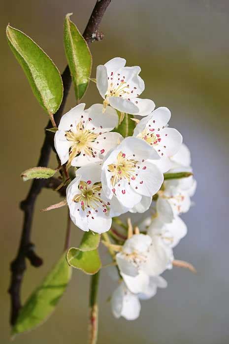 Bartlett Pear Country Bumpkin Plant Nursery