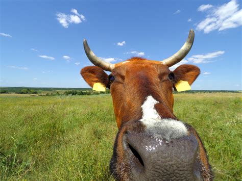 Cow farts are an even bigger problem than we thought | Popular Science