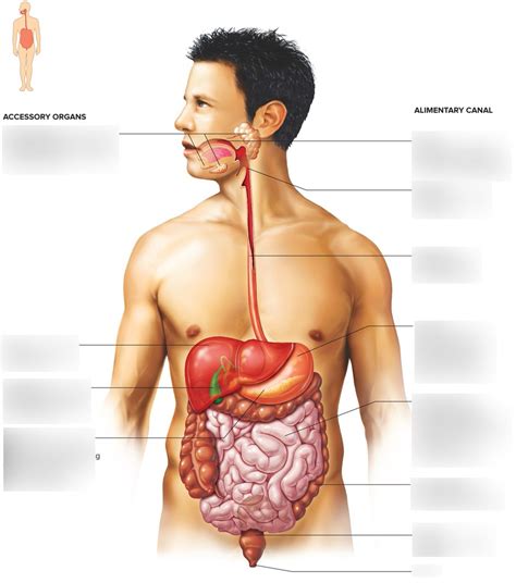 Accessory Organs Of The Digestive System Diagram Quizlet