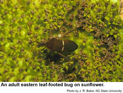 Eastern Leaf-footed Bug | NC State Extension Publications