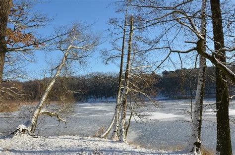 Grunewald Forest Berlín 2021 Qué Saber Antes De Ir Lo Más