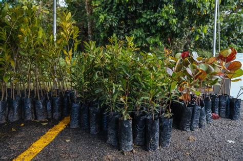 Para la Naturaleza Abren viveros para venta de árboles nativos