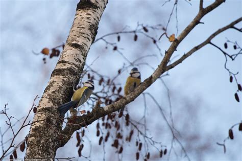 Het Kleinste Vogeltje Van Europa Oirschotse Heide